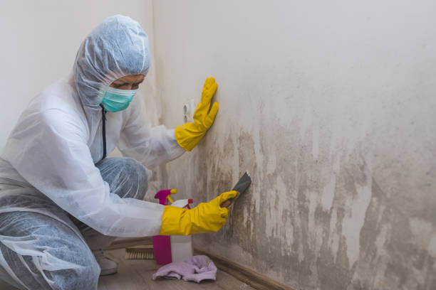 Best Mold Remediation  in Wharton, NJ