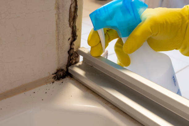 Best Toxic Mold Removal  in Wharton, NJ