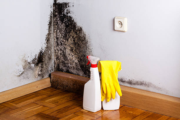 Best Black Mold Removal  in Wharton, NJ
